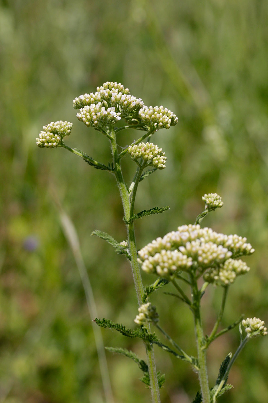 Image of Achillea millefolium specimen.