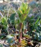 Linaria genistifolia