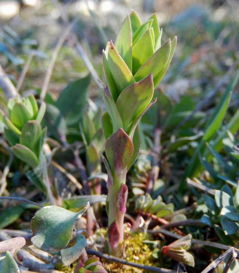 Изображение особи Linaria genistifolia.