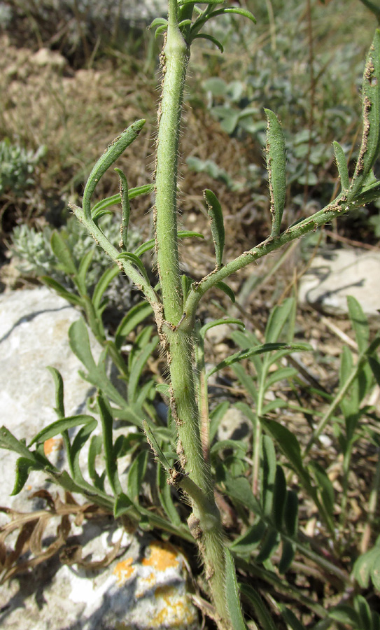 Изображение особи Cephalaria uralensis.