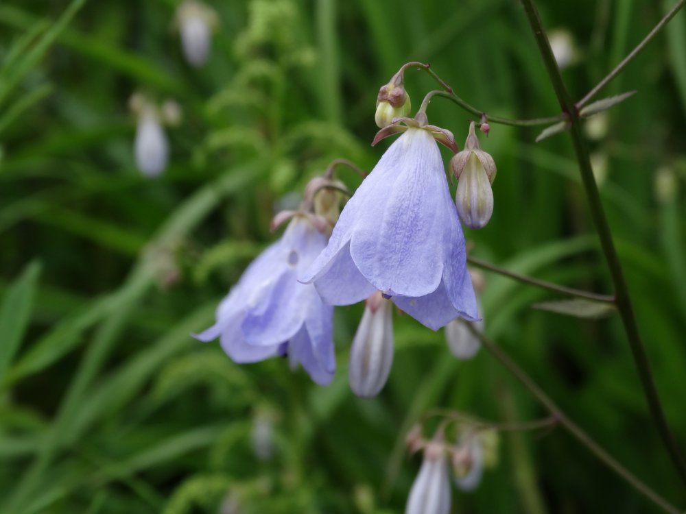 Изображение особи Adenophora pereskiifolia.