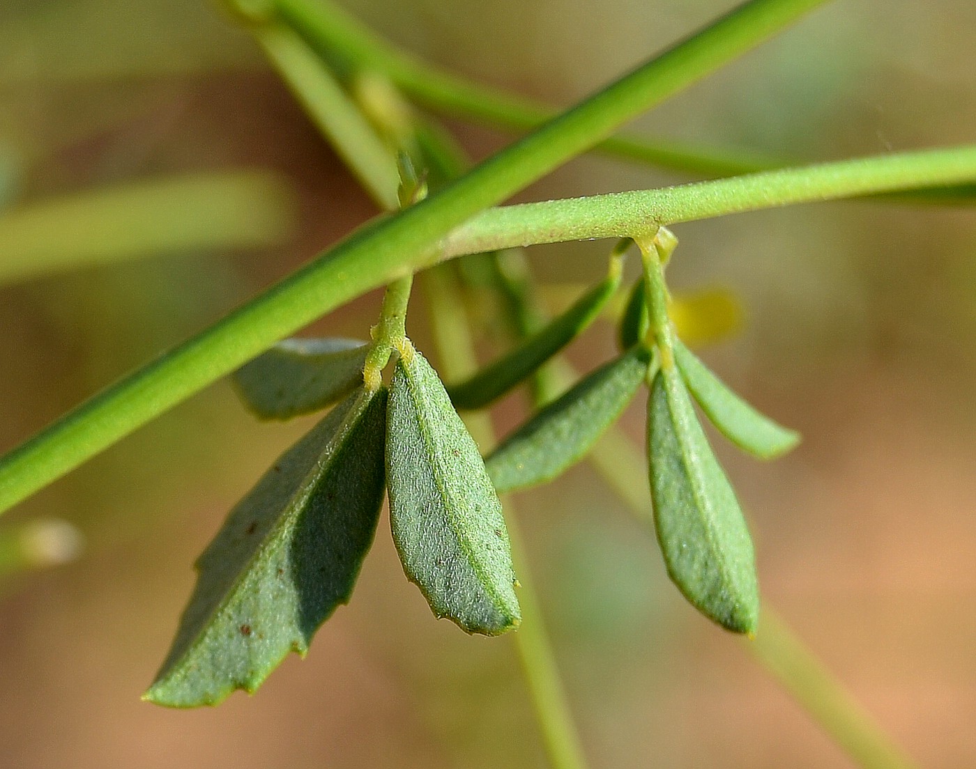 Изображение особи Melilotus polonicus.