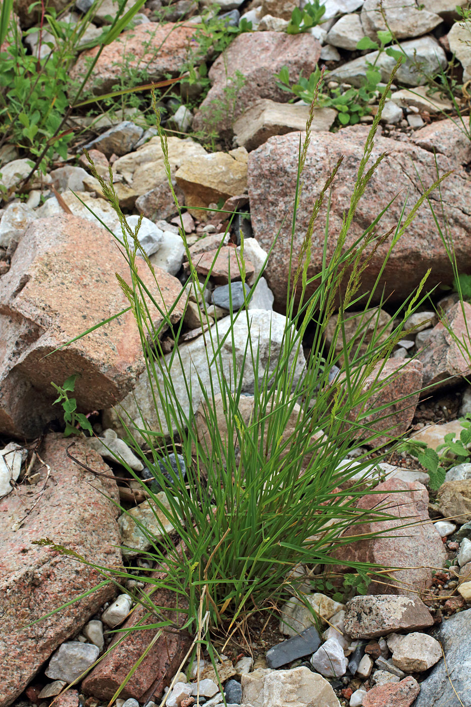 Изображение особи Agrostis hissarica.