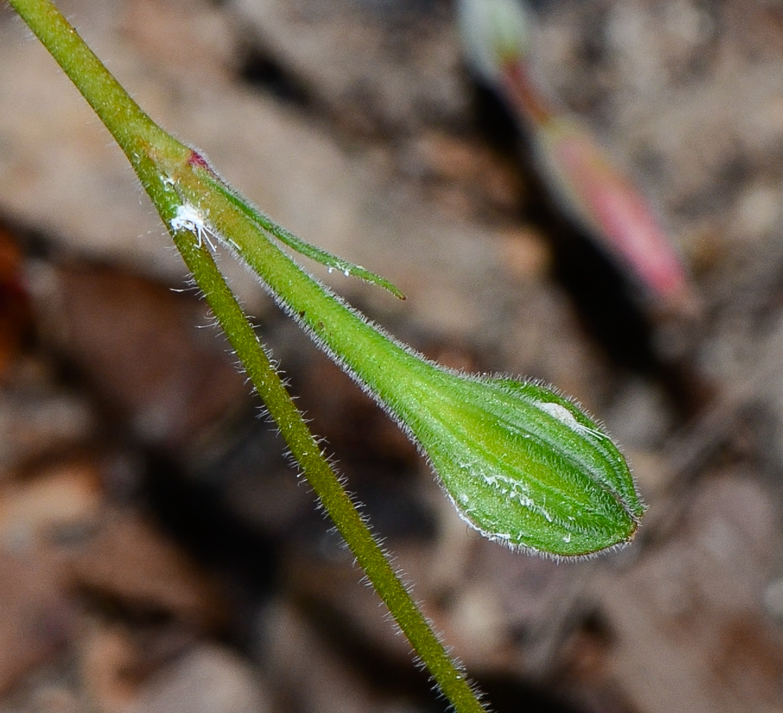 Изображение особи Oenothera rosea.