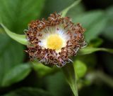 Rosa rugosa. Отцветший цветок. Московская обл., Раменский р-н, окр. дер. Хрипань, садовый участок. 25.08.2016.