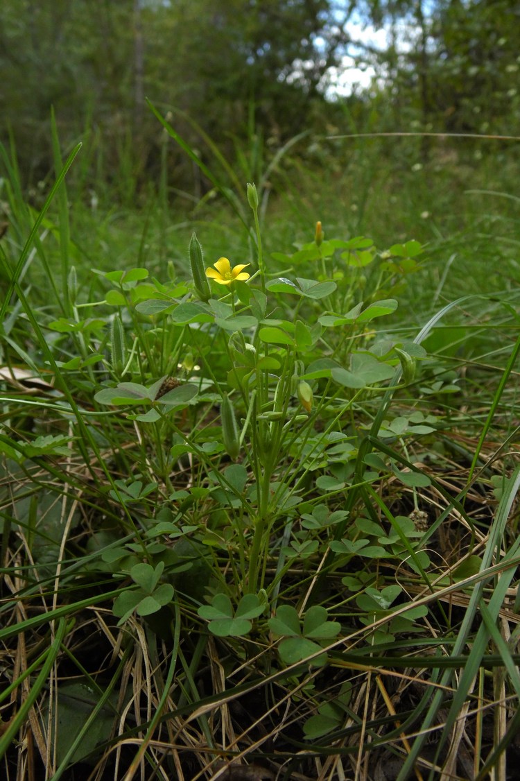 Изображение особи Oxalis dillenii.