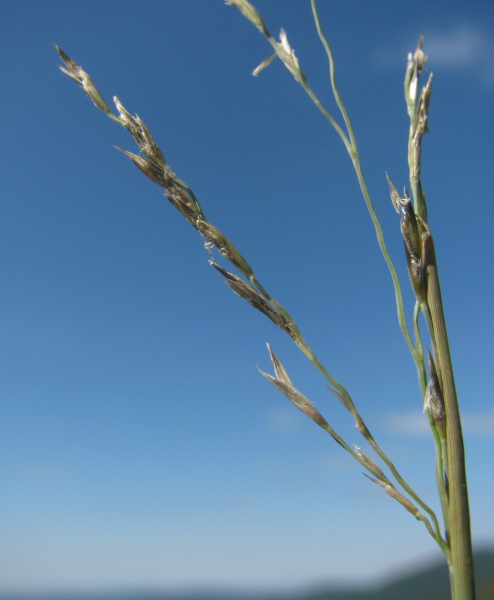 Изображение особи Cleistogenes serotina.