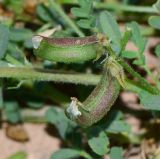 Astragalus mareoticus