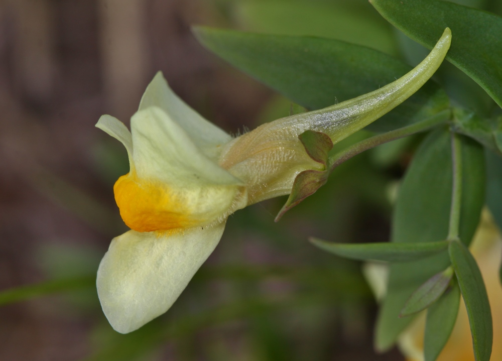 Image of Linaria japonica specimen.