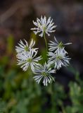 Thalictrum petaloideum