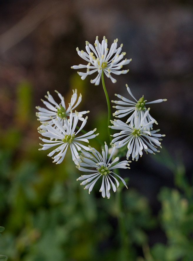 Image of Thalictrum petaloideum specimen.