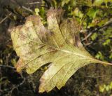 Crataegus pentagyna