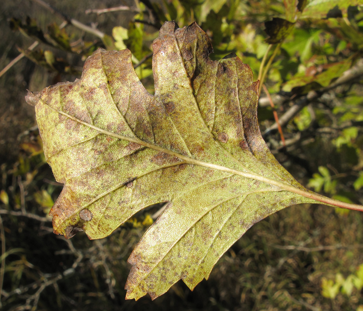 Image of Crataegus pentagyna specimen.