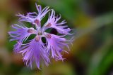 Dianthus hoeltzeri