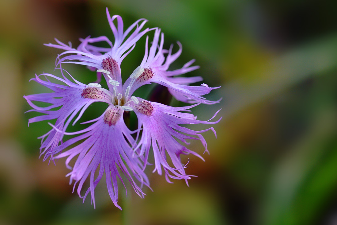 Изображение особи Dianthus hoeltzeri.