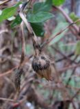 Ipomoea purpurea