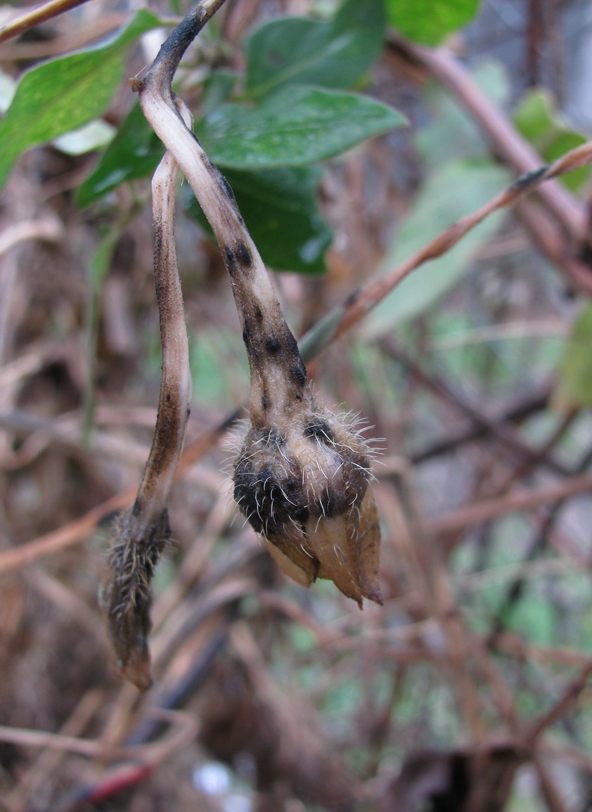 Image of Ipomoea purpurea specimen.
