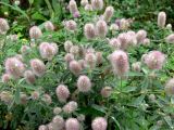 Trifolium arvense. Верхушки цветущих растений. Приморский край, о. Русский, песчано-галечный берег мыса Поспелова. 01.08.2016.