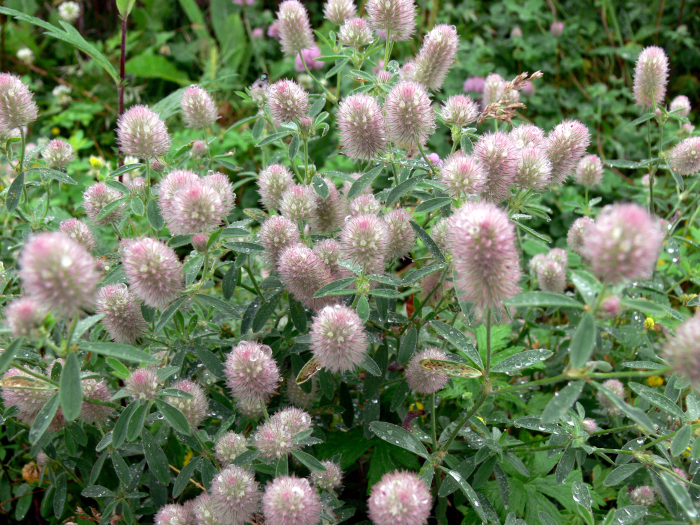 Изображение особи Trifolium arvense.