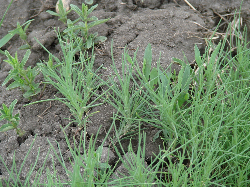 Изображение особи Salsola collina.