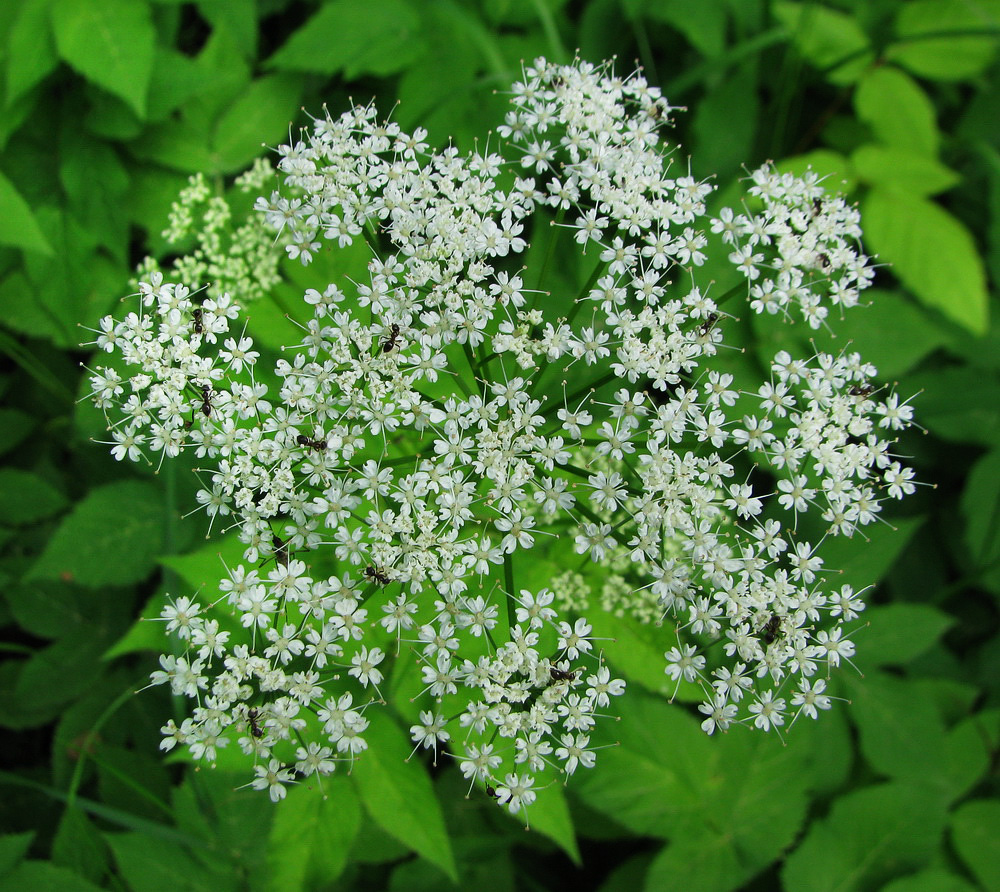 Image of Aegopodium podagraria specimen.