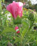 Hibiscus &times; hybridus