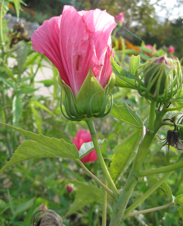 Image of Hibiscus × hybridus specimen.