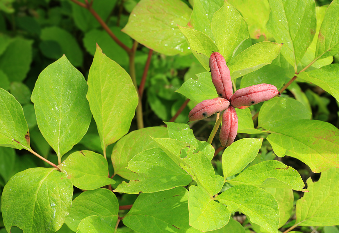 Image of Paeonia obovata specimen.