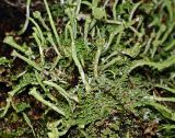 Cladonia chlorophaea. Слоевища с подециями. Московская обл., Раменский р-н, окр. ж.-д. платформы Хрипань, смешанный лес у ЛЭП. 03.09.2008.