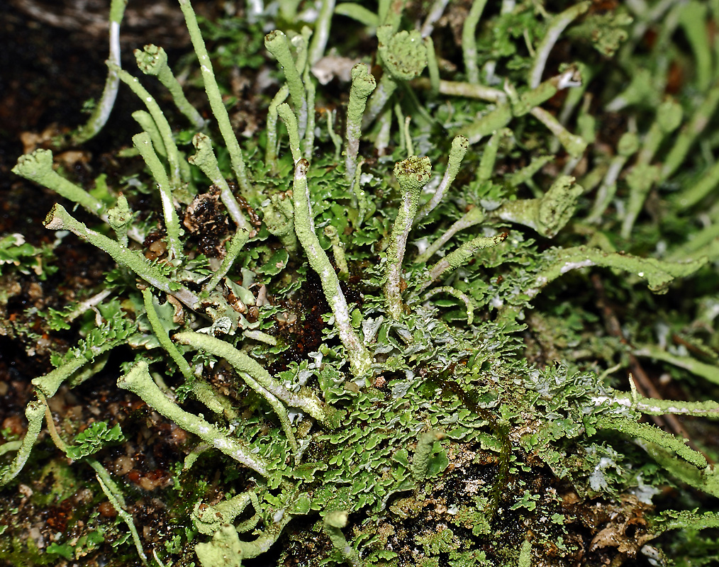 Изображение особи Cladonia chlorophaea.