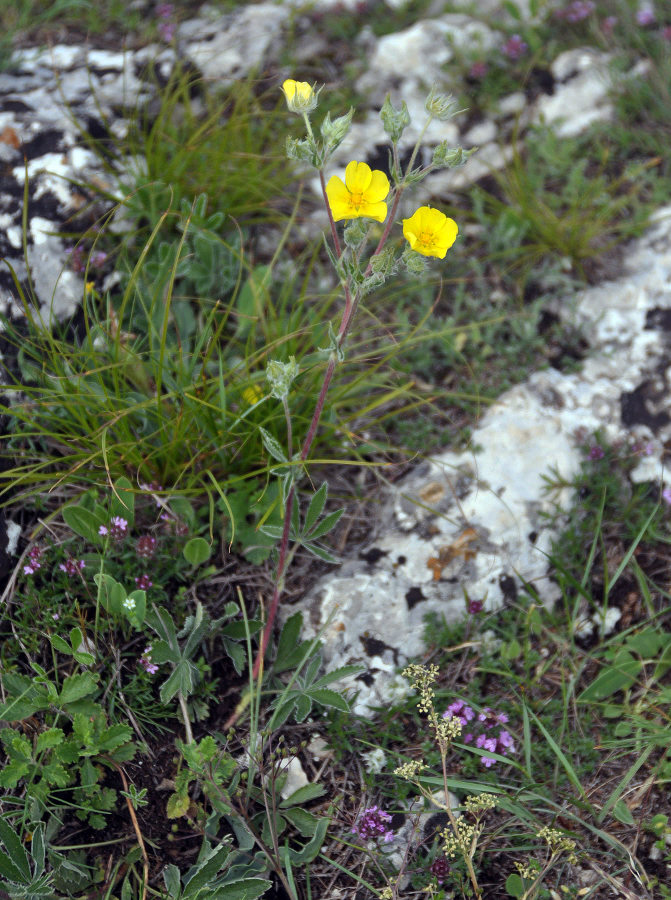 Image of Potentilla taurica specimen.