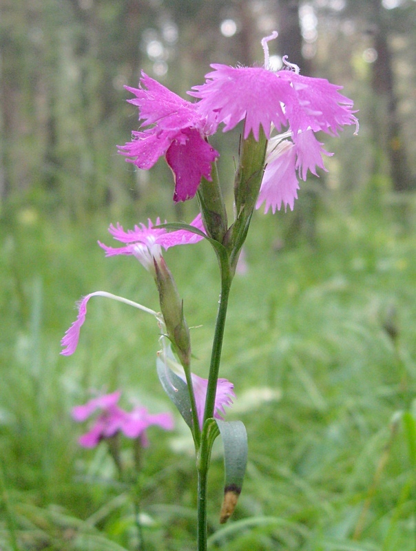 Изображение особи Dianthus × courtoisii.