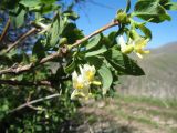 Lonicera tianschanica