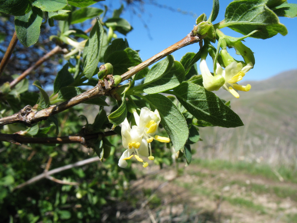 Image of Lonicera tianschanica specimen.