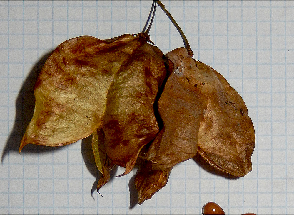 Image of Staphylea colchica specimen.