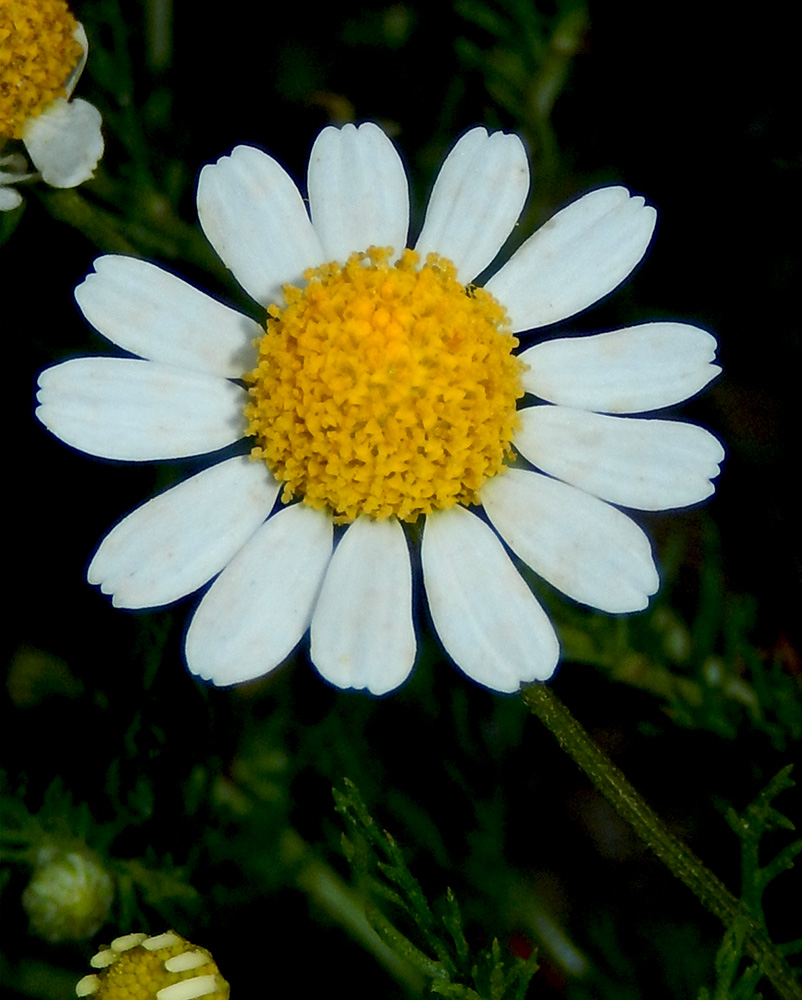 Изображение особи Anthemis cotula.