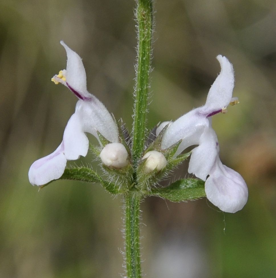 Изображение особи род Stachys.