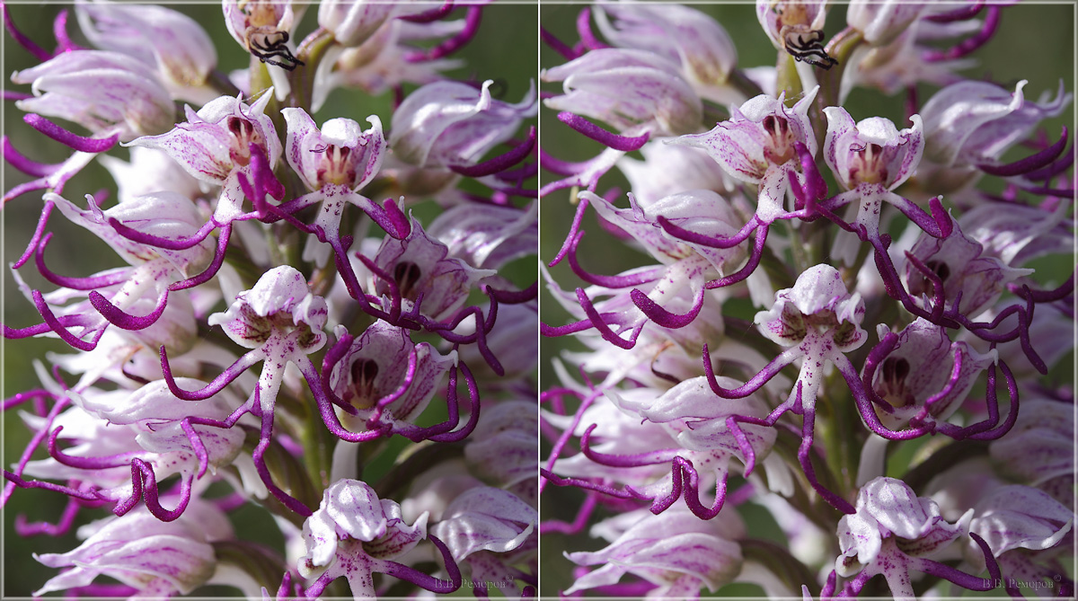 Image of Orchis simia specimen.
