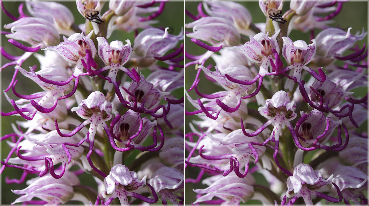 Изображение особи Orchis simia.