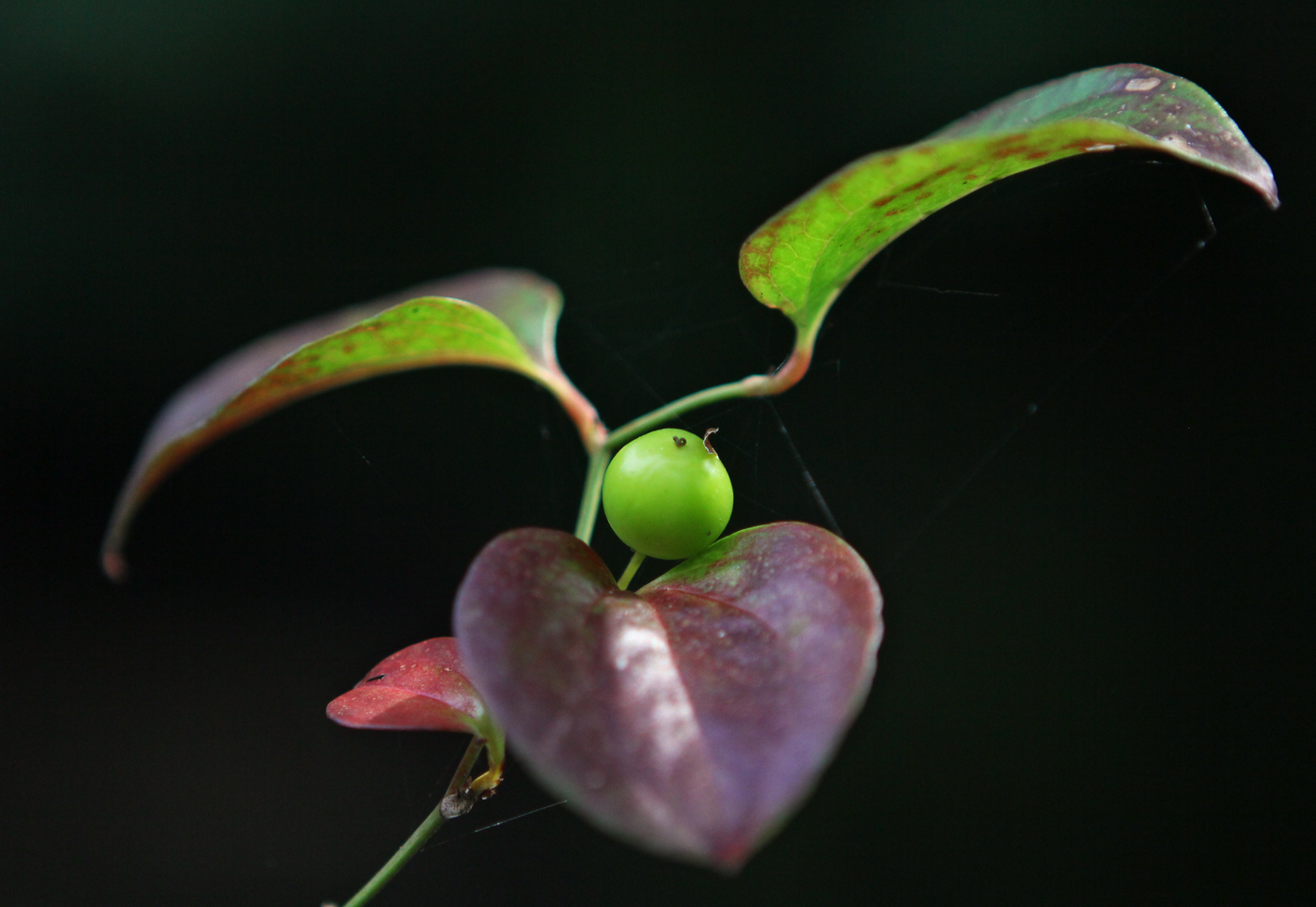 Image of Smilax excelsa specimen.