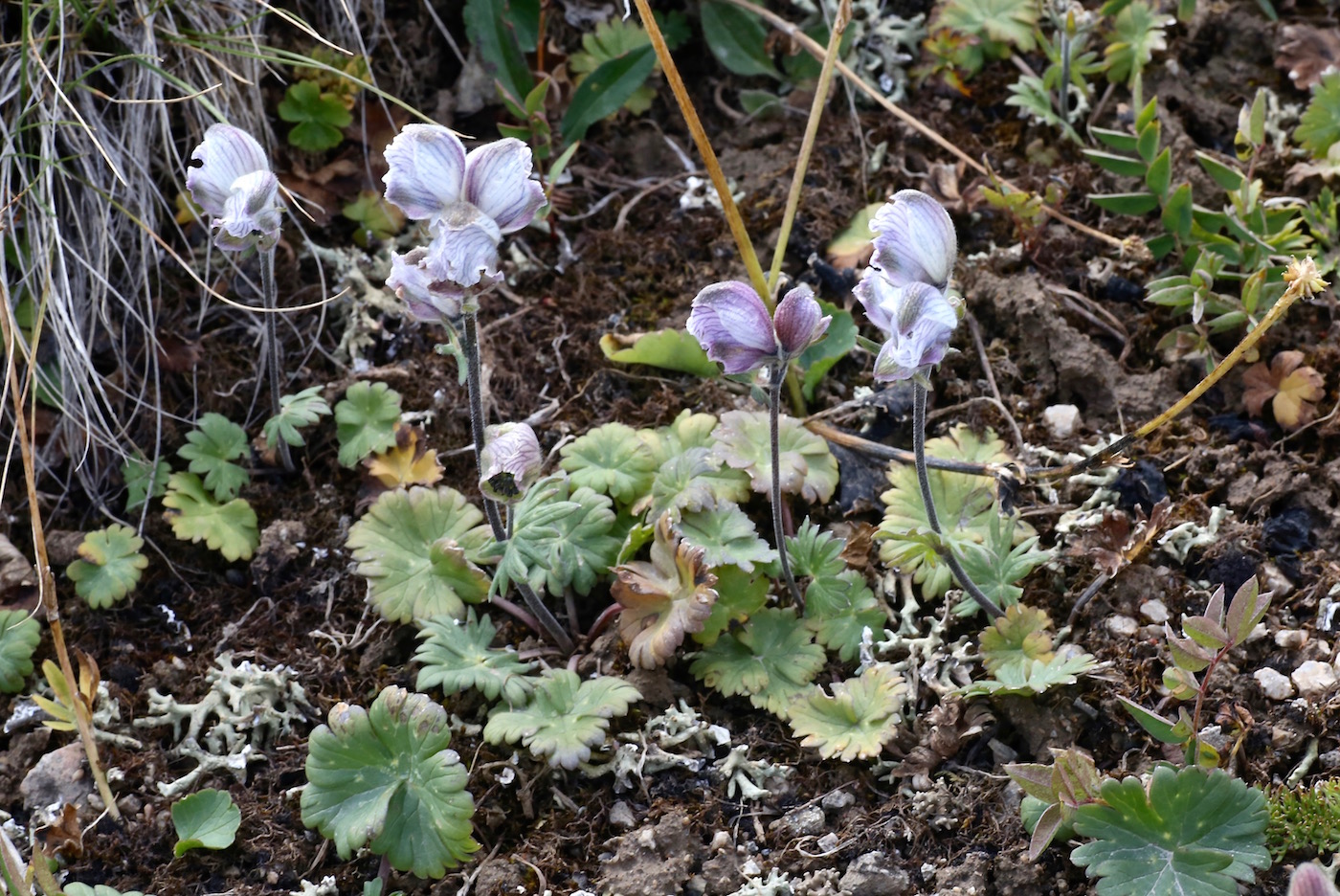 Изображение особи Aconitum rotundifolium.