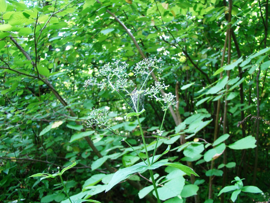 Image of Galium rubioides specimen.