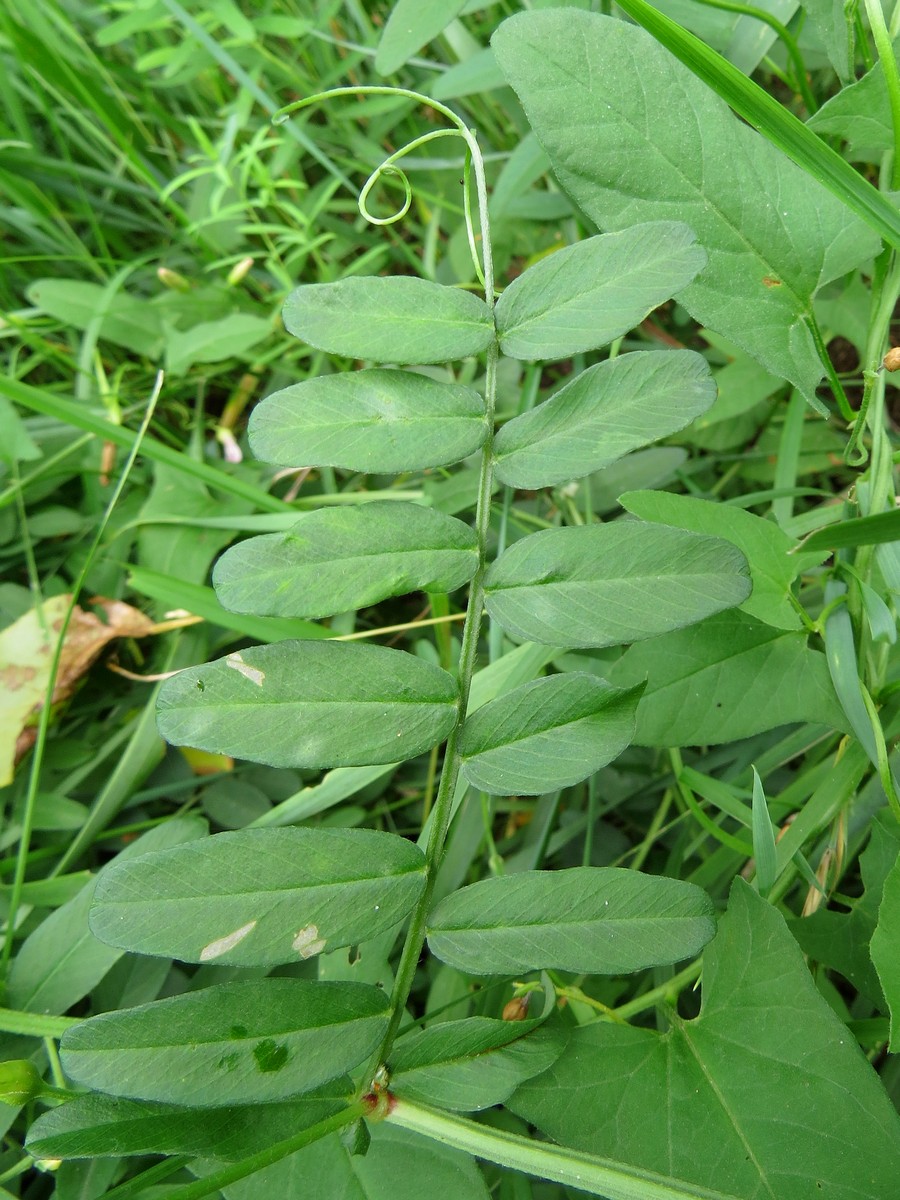 Image of Vicia amoena specimen.