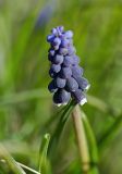 Muscari neglectum. Соцветие. Молдова, Кишинев, Ботанический сад АН Молдовы, каменная горка. 10.04.2017.