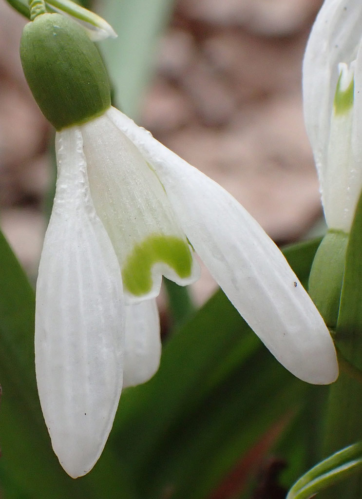 Image of Galanthus nivalis specimen.