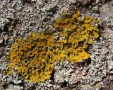 Xanthoria parietina