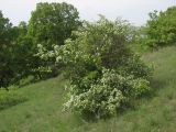 Crataegus stevenii. Цветущее растение. Крым, Севастополь, окр. пос. Орловка. 09.05.2017.