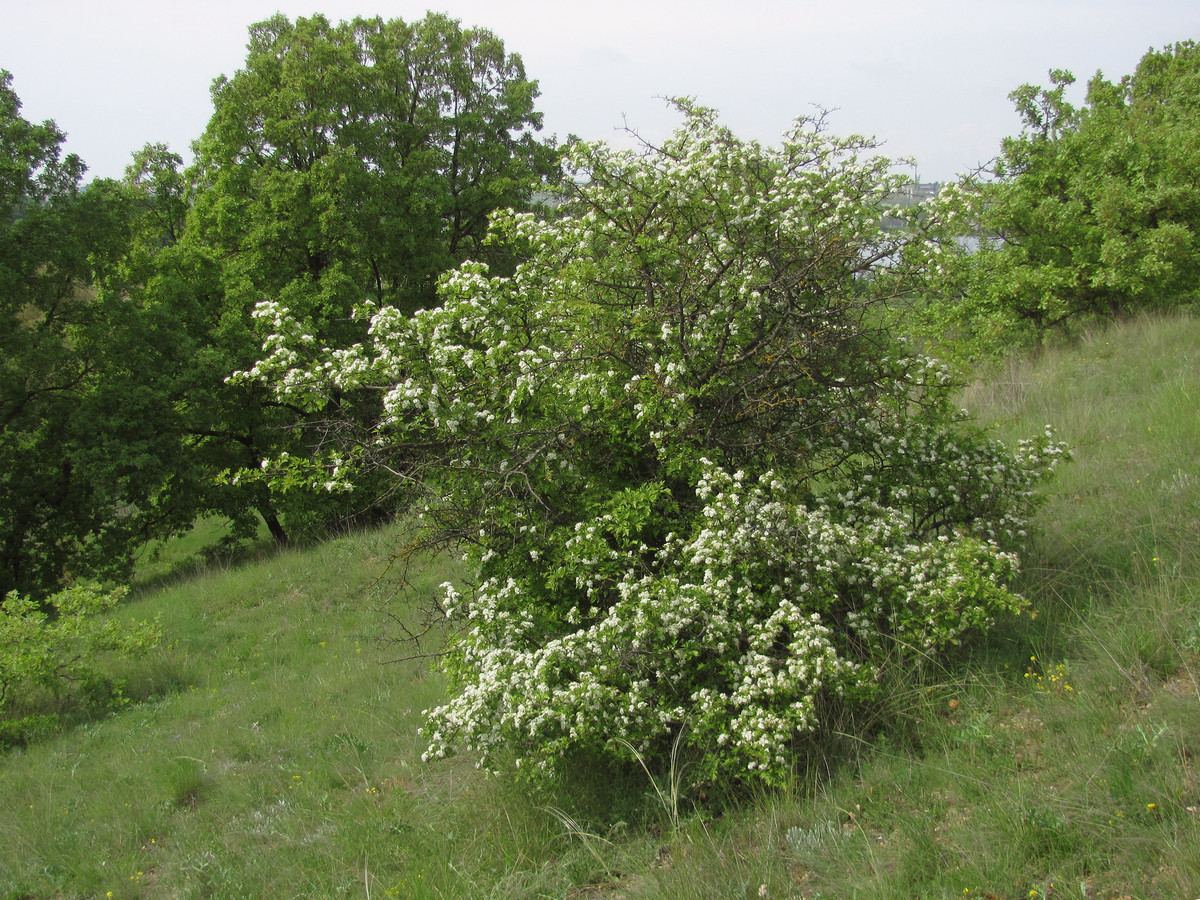Image of Crataegus stevenii specimen.