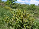 Berberis vulgaris. Цветущее растение. Ростовская обл., Аксайский р-н, окр. хутора Александровка, склон балки. 11.05.2017.