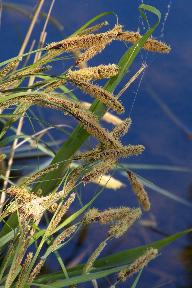 Изображение особи Carex acuta.